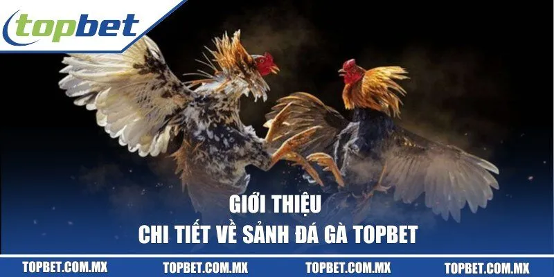 Chia sẻ thông tin về đá gà TOPBET